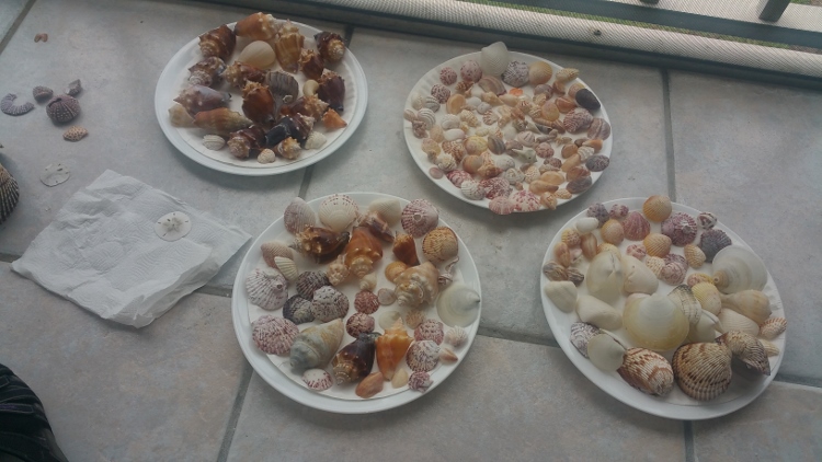 my shell collection